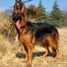 Belgian Malinois, Dutch Shepherds, and German Shepherds from VANDERLINDEN.POLITIEHONDEN
