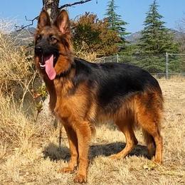 Belgian Malinois, Dutch Shepherds, and German Shepherds from VANDERLINDEN.POLITIEHONDEN