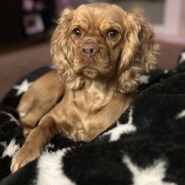 Freyja - Cocker Spaniel