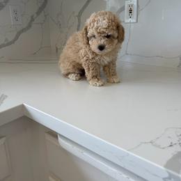 Male 1 - Apricot male Poodle puppy in Grass Valley, California from Cuddle Paws Poodles
