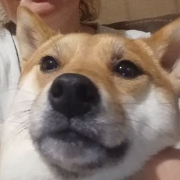 Shiba Inu from Jessica's Shiba Inus