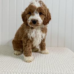 TJ Maxx - Red  male Goldendoodle puppy in Newcastle, Oklahoma from Ritzy Creek Doodles
