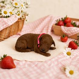 F1B Goldendoodle Summer - Red  female Goldendoodle puppy in Redding, California from Casa Delarosa Collective Poodles & Doodles