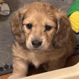 Gidget - Cream female Dachshund puppy in New Smyrna Beach, Florida from J & L Mini D’s