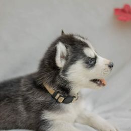 Siberian Husky Puppies from The Snow Dog Kennel