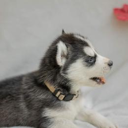 Siberian Husky Puppies from The Snow Dog Kennel