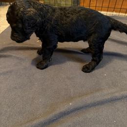 Cranberry - Brindle male Poodle puppy in Piqua, Kansas from Legacy Farms Standard Poodles