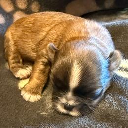 Cousin Itt - Red and tan male Shih Tzu puppy in Tampa, Florida from Shih Tzus of Kingshyre
