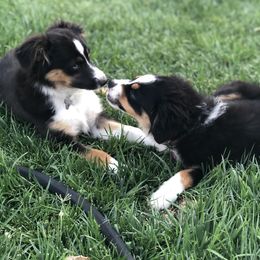 Miniature Australian Shepherd, Shih Tzu, and Toy Australian Shepherd Puppies from River Springs Aussies