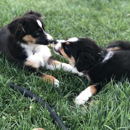 Miniature Australian Shepherd, Shih Tzu, and Toy Australian Shepherd Puppies from River Springs Aussies