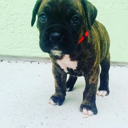 Boxer Puppies from Kruse Boxers