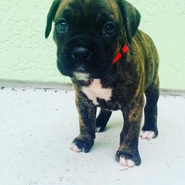Boxer Puppies from Kruse Boxers