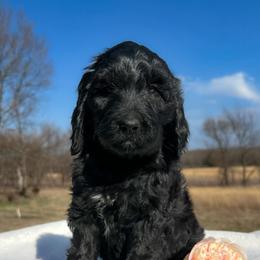 Violet - Black female Goldendoodle puppy in Osage City, Kansas from Golden Ridge Goldens