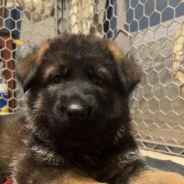 Purple collar - Sable female German Shepherd puppy in Saint Charles, Missouri from Lowemond German Shepherds
