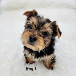 Tux - Black and tan male Yorkshire Terrier puppy in Phoenix, Arizona from Saguaro Yorkie Ranch