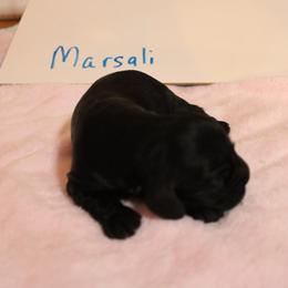Marsali - Black and white female Cocker Spaniel puppy in Hickory, North Carolina from Homegrown Spaniels
