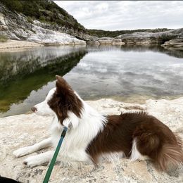 Lyra - Border Collie