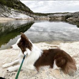 Lyra - Border Collie