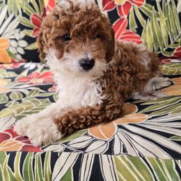 Dew - Parti male Goldendoodle puppy in Fordland, Missouri from K&K's Puppy Kingdom