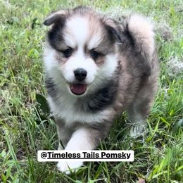 Pomskies from Timeless Tails Pomsky
