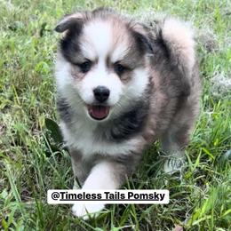 Pomskies from Timeless Tails Pomsky
