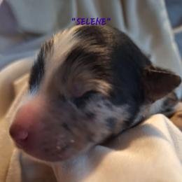 SELENE-bmf3 - Blue merle female Australian Shepherd puppy in Salem, Arkansas from Patchwork Kennels