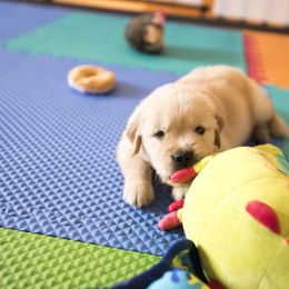 Golden Retriever Puppies from Honeysweet Goldens