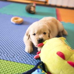 Golden Retriever Puppies from Honeysweet Goldens