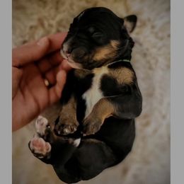Bernedoodle, Goldendoodle, Poodle, and Sheepadoodle Puppies from Kerr Kanine Ranch