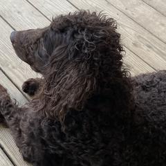 Maggie - Boykin Spaniel
