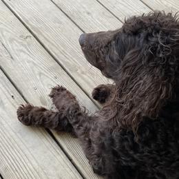 Maggie - Boykin Spaniel