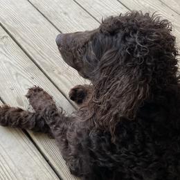 Maggie - Boykin Spaniel