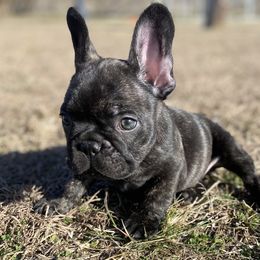 French Bulldog Puppies from Country Lace French Bulldogs