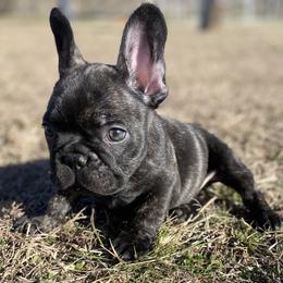 French Bulldog Puppies from Country Lace French Bulldogs