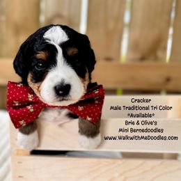Cracker - Tri-color male Bernedoodle puppy in Orange, Texas from Walk with Me Doodles