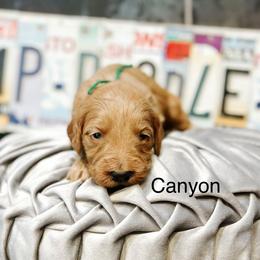 Canyon - Red  male Goldendoodle puppy in Pasco, Washington from Camp Doodle Woods