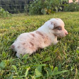 Taffy - Red merle female Border Collie puppy in Chattanooga, Tennessee from Ross Vegas Kennels