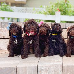 Cavapoo and Goldendoodle Puppies from Space Coast Doodle Co.