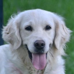 Gemma - Golden Retriever