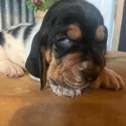 Yellow - Black brown and white female Basset Hound puppy in Hay Springs, Nebraska from Rain and Snow Bassets