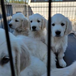 Golden Retrievers from Forever-a-Friend