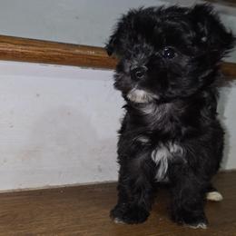 Tip - Black male Yorkipoo puppy in Conyers, Georgia from Furrever Puppy Co.