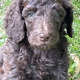 Poodles from Lady Liberty Pups