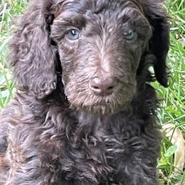 Poodles from Lady Liberty Pups
