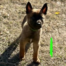 Boa - Fawn male Belgian Malinois puppy in Briggs, Texas from Madhouse’s Belgian Malinois and German Shepherds