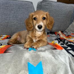 Taffy (full rights available for fee) - Cream female Dachshund puppy in Gainesville, Texas from Diamond B Doxies