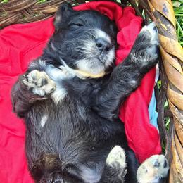 Mollie moose girl 3 - Parti female Saint Berdoodle puppy in Castle Rock, Washington from PNW Saint Berdoodles