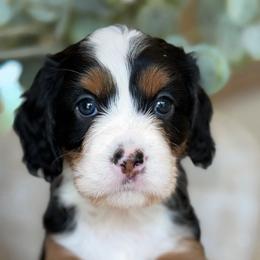 Cat women - female Bernedoodle puppy in Yuciapa, California from AlltheDoodlez_