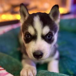 Mistletoe - Black and white female Siberian Husky puppy in Tiverton, Rhode Island from Mount Hope Siberians