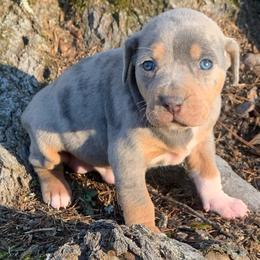 Female 1 - Blue female Catahoula Leopard Dog puppy in Gadsden, Alabama from Rich Cat’s